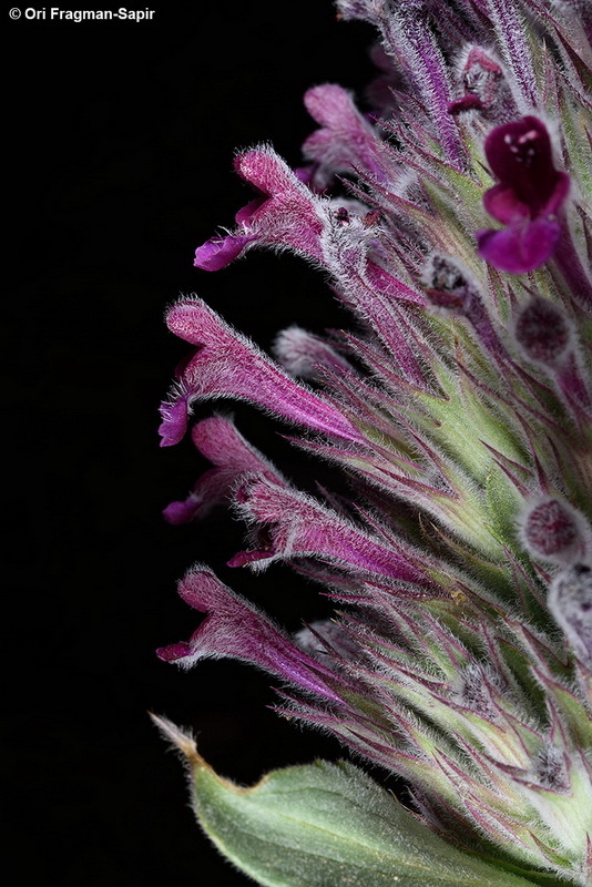 Image of Nepeta trachonitica Post