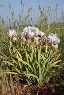 Image of Iris lortetii Barbey