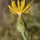 Image of Centaurea ascalonica Bornm.