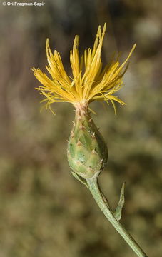 Centaurea ascalonica Bornm.的圖片