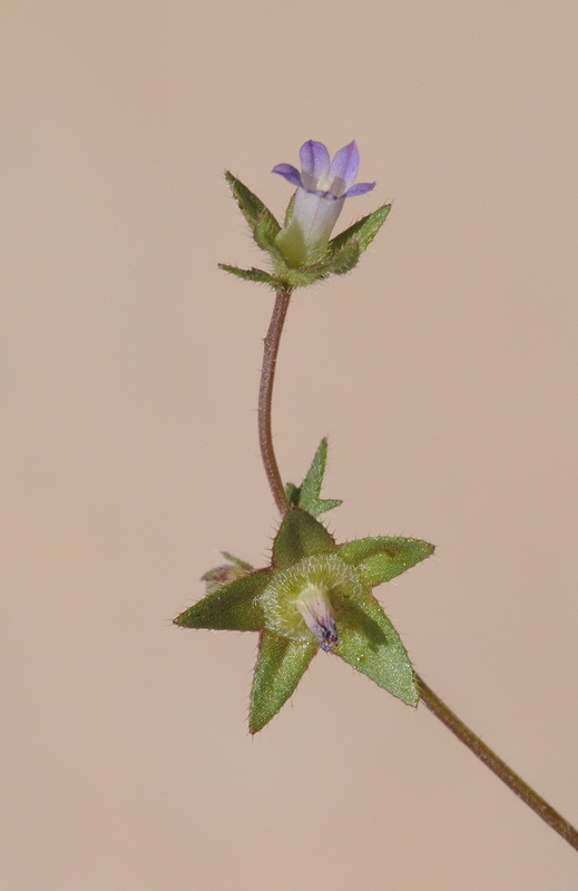 Image of Campanula erinus L.