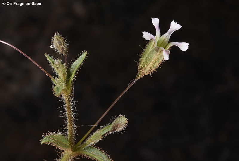 Image of Turkish baby's-breath