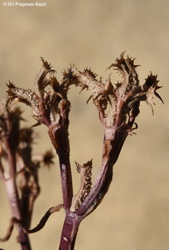 Plancia ëd Valerianella tuberculata Boiss.