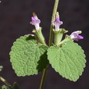 Image of Ballota saxatilis Sieber ex C. Presl