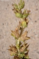 Image de Salvia ceratophylla L.