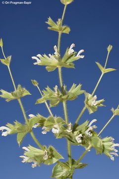 Image de Salvia spinosa L.