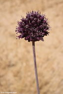 Image of Allium truncatum (Feinbrun) Kollmann & D. Zohary