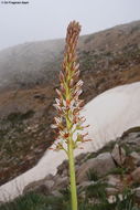 Image of Eremurus spectabilis M. Bieb.