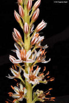 Image of Eremurus spectabilis M. Bieb.