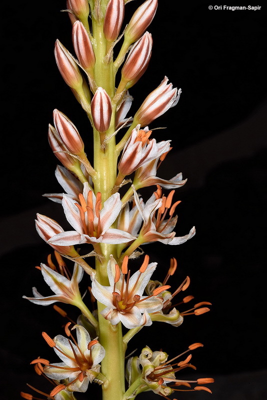 Image of Eremurus spectabilis M. Bieb.