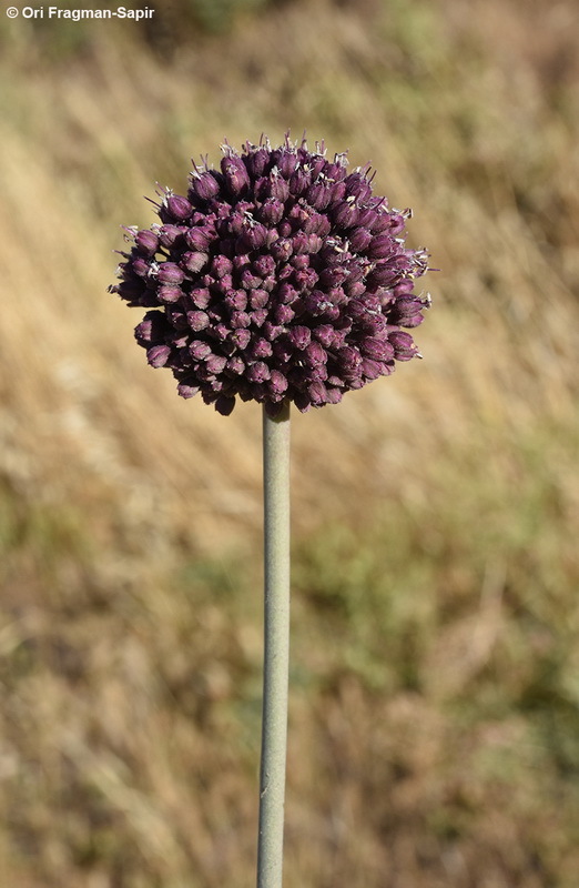 Image of Allium truncatum (Feinbrun) Kollmann & D. Zohary