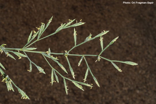 Plancia ëd Cutandia maritima (L.) Barbey