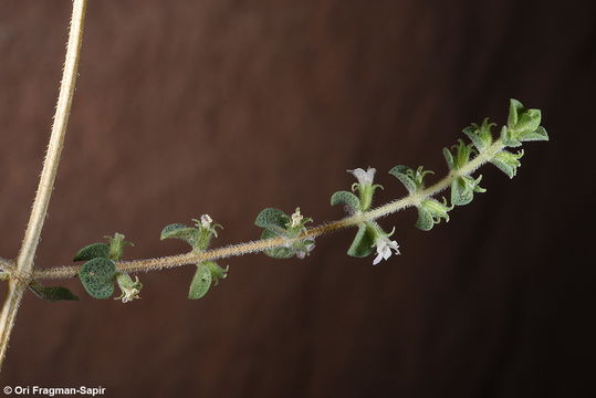 Image of Origanum jordanicum Danin & Kunne