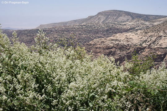 Image of broadleaved pepperweed