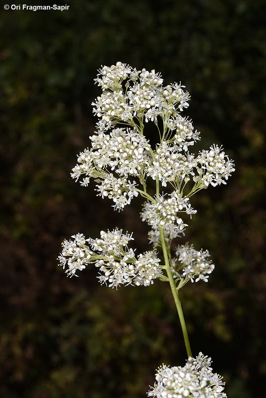 Image of broadleaved pepperweed