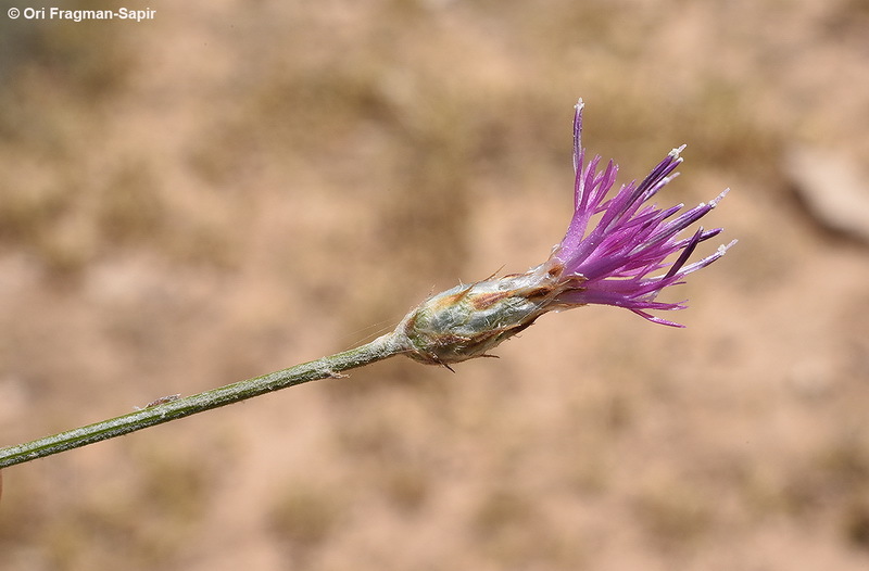 Слика од Centaurea damascena Boiss.