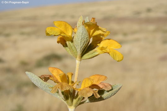 Слика од Phlomis brachyodon (Boiss.) Zohary ex Rech. fil.