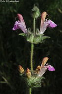 Sivun Salvia bracteata Banks & Sol. kuva