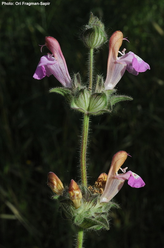 Imagem de Salvia bracteata Banks & Sol.