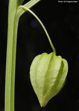 Image of cutleaf groundcherry