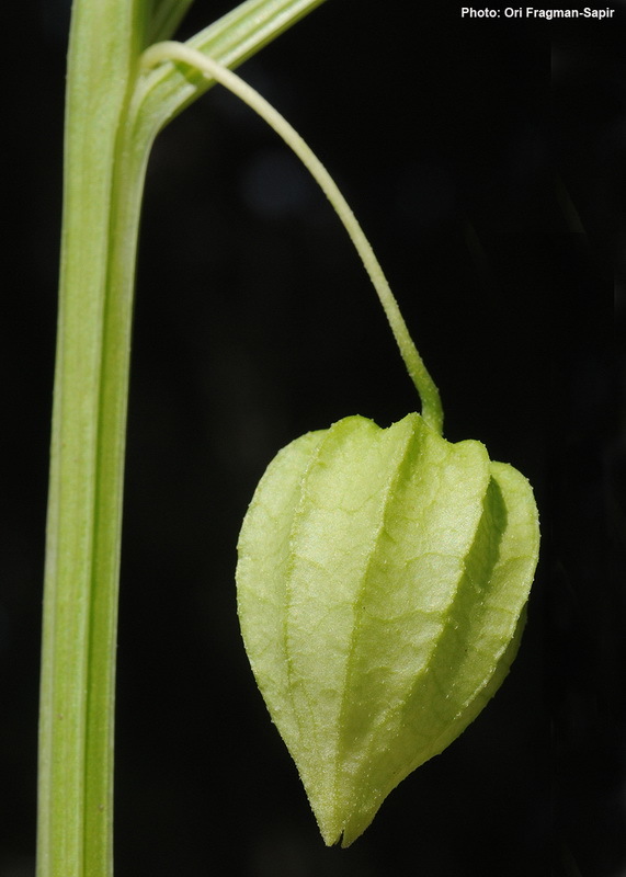 Physalis angulata L. resmi