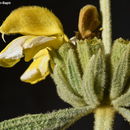 Image of Sinai Jerusalem sage