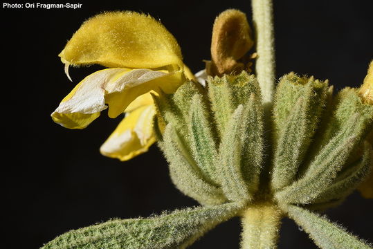 Image of Sinai Jerusalem sage