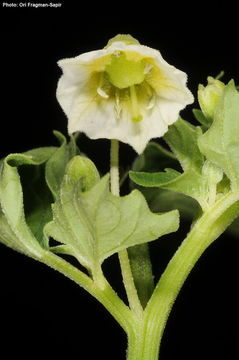 Image of cutleaf groundcherry