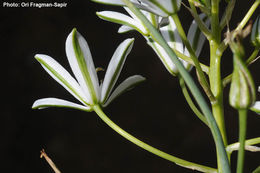 Image of Ornithogalum cuspidatum Bertol.