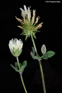 Trifolium plebeium Boiss.的圖片