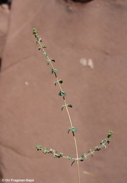 Origanum jordanicum Danin & Kunne resmi