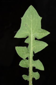 Image of Crepis reuteriana Boiss.