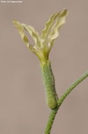 Image de Matthiola arabica Boiss.