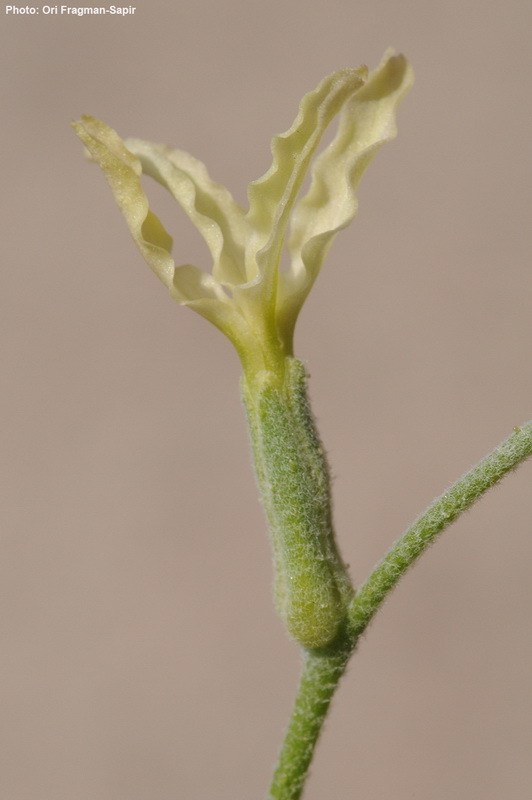 Plancia ëd Matthiola arabica Boiss.