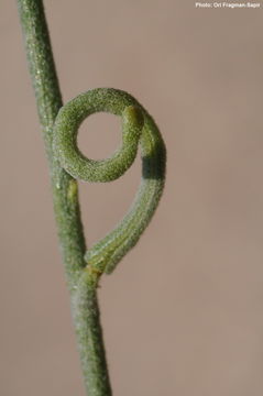 Image de Matthiola arabica Boiss.