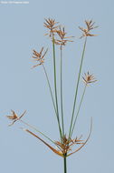 Слика од Cyperus corymbosus Rottb.