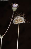 Image de Lomelosia olivieri (Coult.) W. Greuter & Burdet