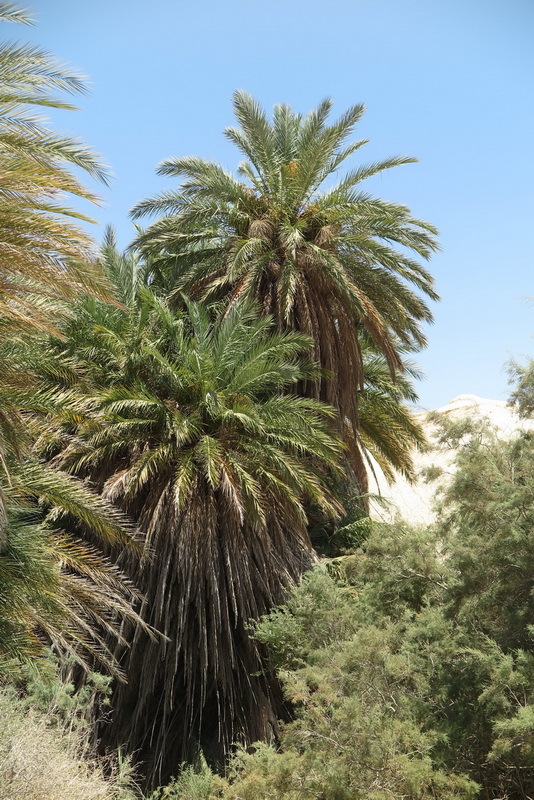 Image of date palm