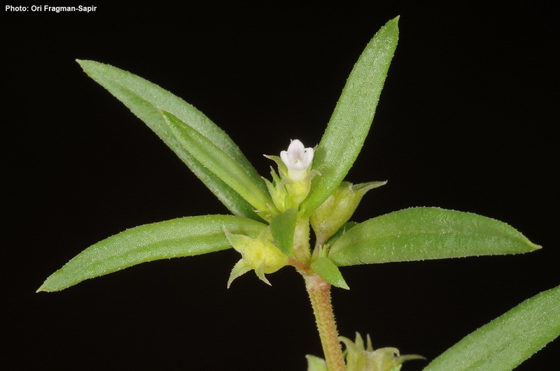 Image of Oldenlandia capensis L. fil.