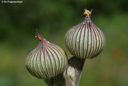 Image of weed silene