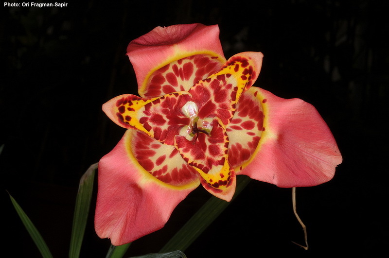 Слика од Tigridia pavonia (L. fil.) Redouté