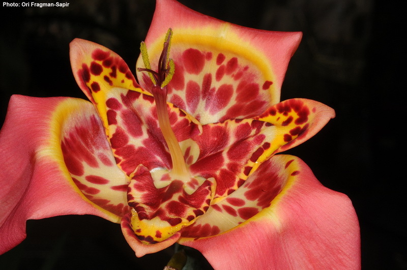 Слика од Tigridia pavonia (L. fil.) Redouté