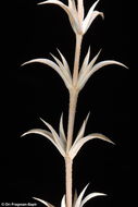 Image of Crucianella membranacea Boiss.