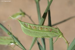 Imagem de Lathyrus pseudocicera Pamp.