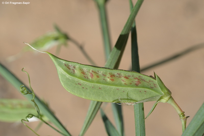 Imagem de Lathyrus pseudocicera Pamp.