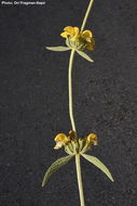 Image of Sinai Jerusalem sage