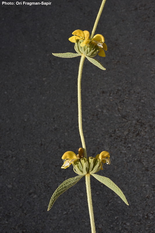 Image of Sinai Jerusalem sage