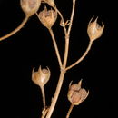 Image of Teucrium procerum Boiss. & Blanche