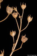 Image of Teucrium procerum Boiss. & Blanche
