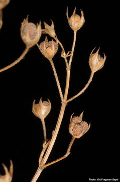 Sivun Teucrium procerum Boiss. & Blanche kuva